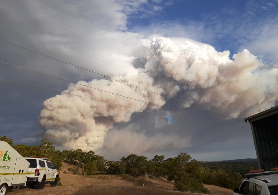 Cherry Gardens fire 24 January 2021