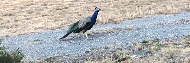 26 January 2021 Cherry Gardens fire