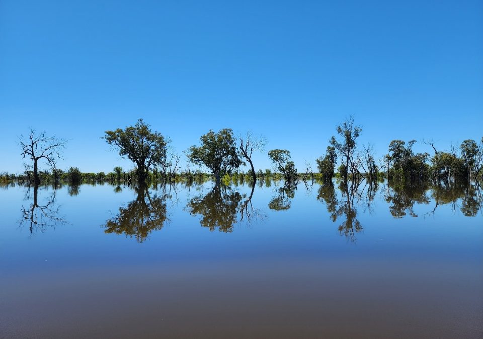 River Murray Response Day 12