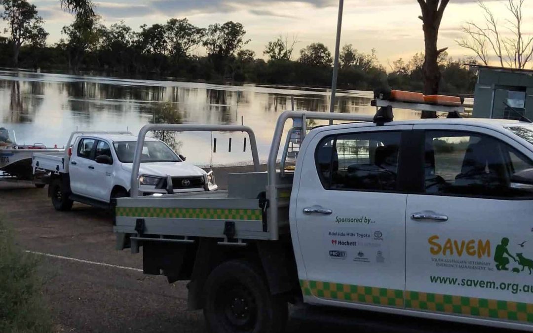 River Murray Response Day 37