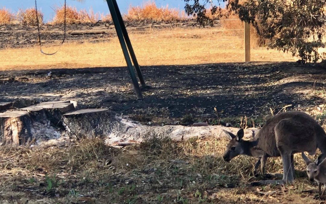 Winter training for veterinarians and veterinary nurses