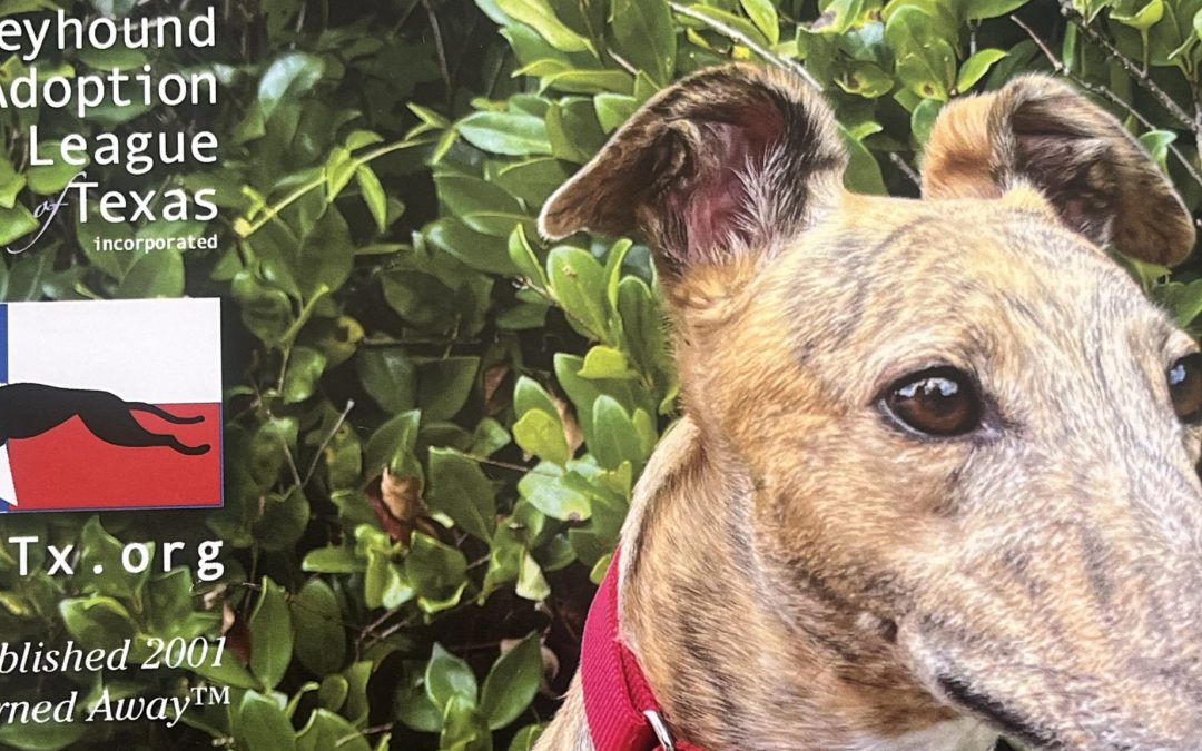 Greyhound Adoption League Texas supports SAVEM