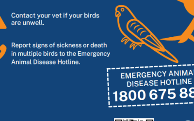Bird Flu in Australia